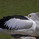 Pelican sunning itself